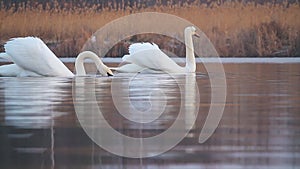 couple of white swans swim calmly on the lake