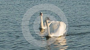 Couple of white swans swim in the lake