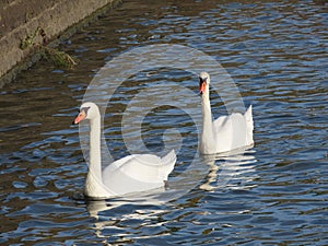 Couple white swans