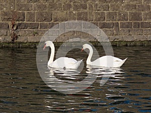 Couple white swans