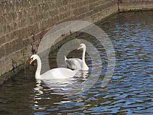 Couple white swans