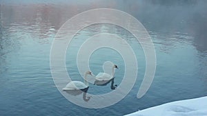 Couple of white swans swimming on water. Fog over cold river