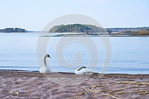 Couple of white swans on a wet sandy beach.