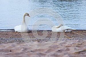 Couple of white swans on a wet sandy beach.