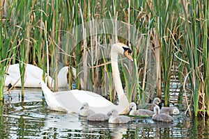 Blanco cisnes 