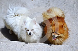 White and caramel German Spitz couple in the sun photo