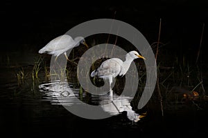 Couple of whyte egypt egrets