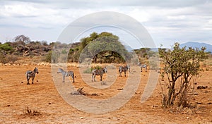 Couple of wild African zebra