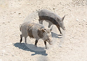 Couple of Wild Boars Sus scrofa