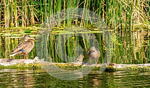 Couple of wild ducks in the background wetland pond