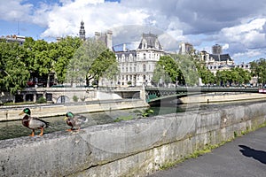 Couple of wild ducks on the quays of the Seine in Paris