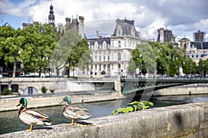 Couple of wild ducks on the quays of the Seine in Paris