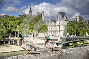 Couple of wild ducks on the quays of the Seine in Paris