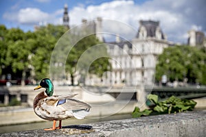 Couple of wild ducks on the quays of the Seine in Paris