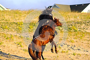 Couple of wild horses one black one brown playing rough on sand on a sunny day