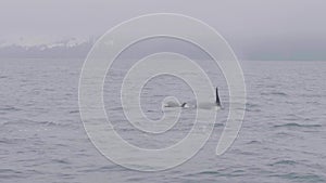 Couple wild killer whale swimming and diving in sea on snowy mountain landscape