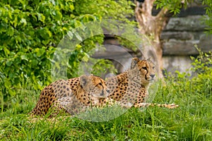 Couple of wild leopards black dotted fur