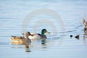 Couple wild mallard ducks