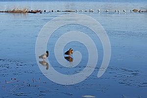 Couple of wild mallard ducks stands on the ice of a frozen pond. Wintering of migratory birds, survival, nature care,