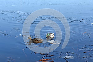 Couple of wild mallard ducks stands on the ice of a frozen pond. Wintering of migratory birds, survival, nature care,
