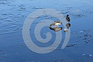 Couple of wild mallard ducks stands on the ice of a frozen pond. Wintering of migratory birds, survival, nature care,