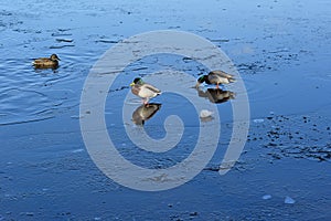 Couple of wild mallard ducks stands on the ice of a frozen pond. Wintering of migratory birds, survival, nature care,