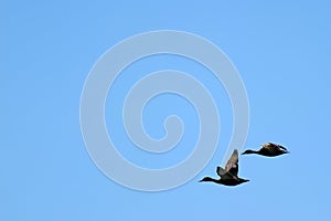 A couple of wild mallards Anas platyrhynchos ducks flying together in clean blue sky. Copy space for text, design template.