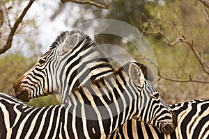 Couple of wild zebras, tenderness time, Kruger, South Africa