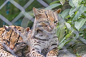 Couple of Wildcats at Zoo