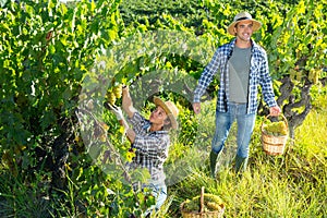 Couple of winegrowers harvesting ripe grapes in vineyard