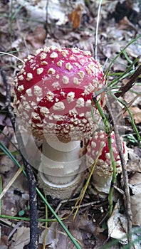 Couple of wonderful fly agarics - special mojo for Happy New Year