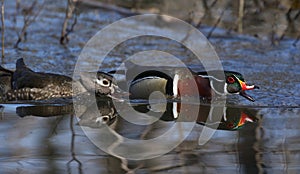 Couple of Wood duck in nature during spring