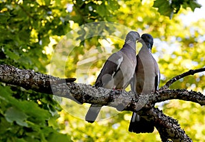 A couple of wood pigeons sitting on a maple branch