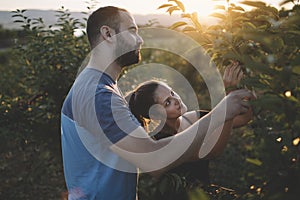 Couple working in cherry orchard