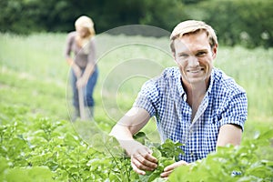 Couple Working In Field On Organic Farm