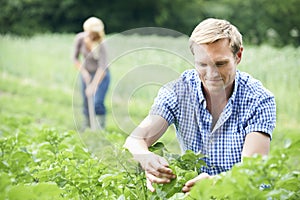 Couple Working In Field On Organic Farm