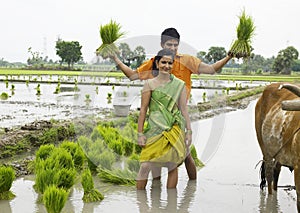 Couple working in a paddy field