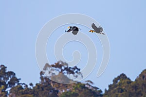 Couple of Wreathed hornbill(Rhyticeros undulatus)