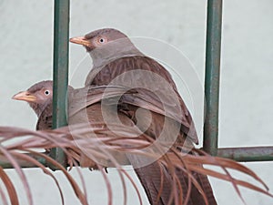A couple of Yellow-billed babbler in a fence. -Sri Lanka.