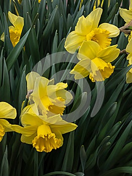 A couple yellow doffodils in full bloom in spring photo