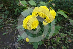 Couple of yellow flowers of Chrysanthemums