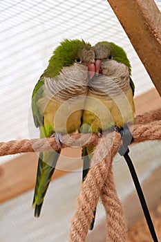 Couple of yellow-green parrots sits on rope in an aviary