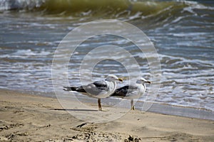 Couple of yellow-legged gullsLarus michahellis in DoÃ±ana national park beaches