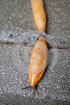 Couple of yellow slugs crawls on the road