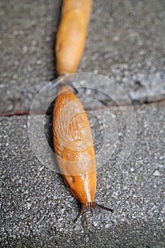 Couple of yellow slugs crawls on wet road in the city