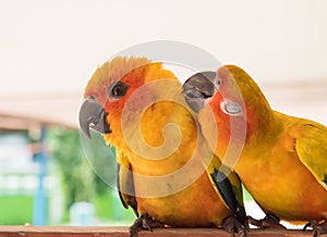 Couple yellow Sun conure parrot love and take care of together ,