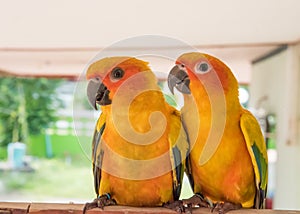 Couple yellow Sun conure parrot love and take care of together ,