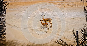 Couple of Young Arabian Sand Gazelle staring at camera, Saadiyat Golf Course photo