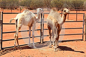 Couple of young camels in red desert, Australia