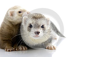 A couple of young ferrets.